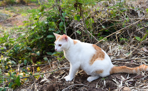 cat in the garden