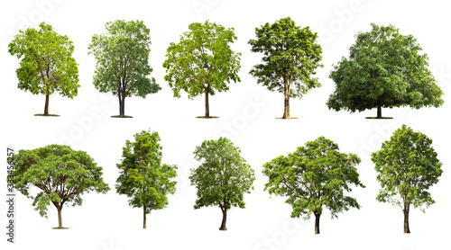 Collection tree set isolated on white background  Tropical green tree object