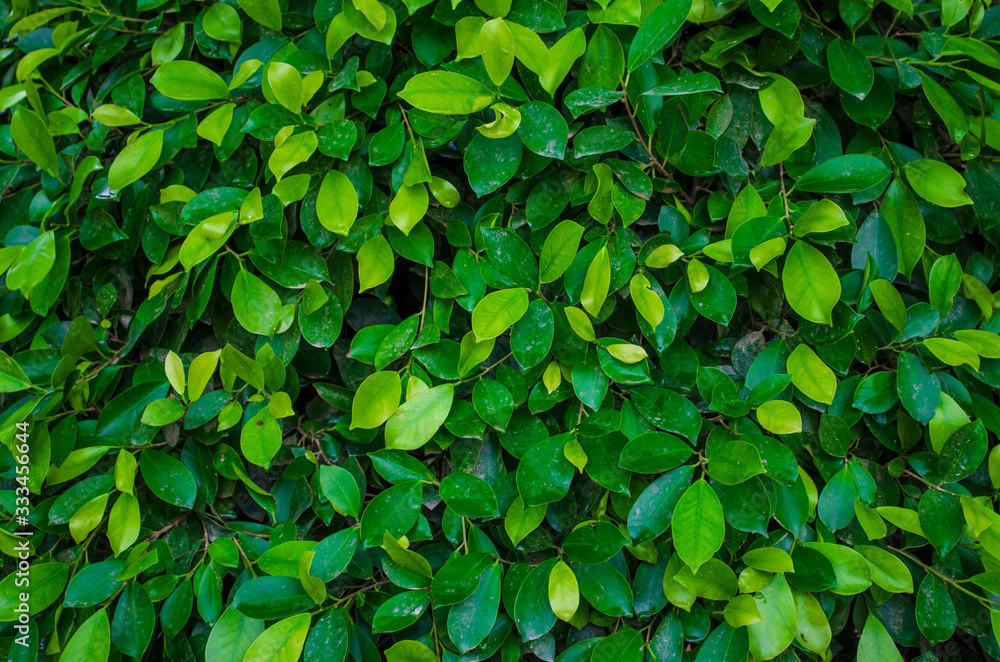 Green ficus leaves hedge background