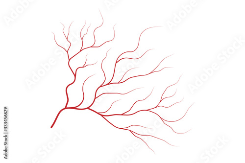Veins isolated on white background