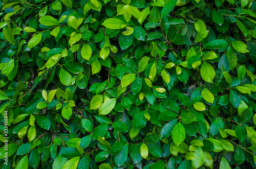 Green ficus leaves hedge background © mrhighsky
