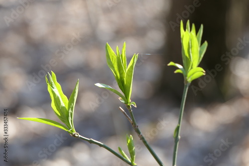 Bright fresh leaves on the branches and new green grass at the bokeh