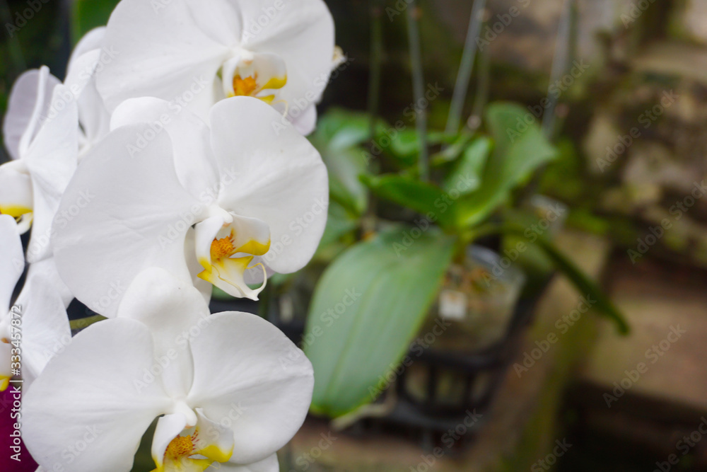 white orchid isolated on blur background. Closeup of white phalaenopsis orchid