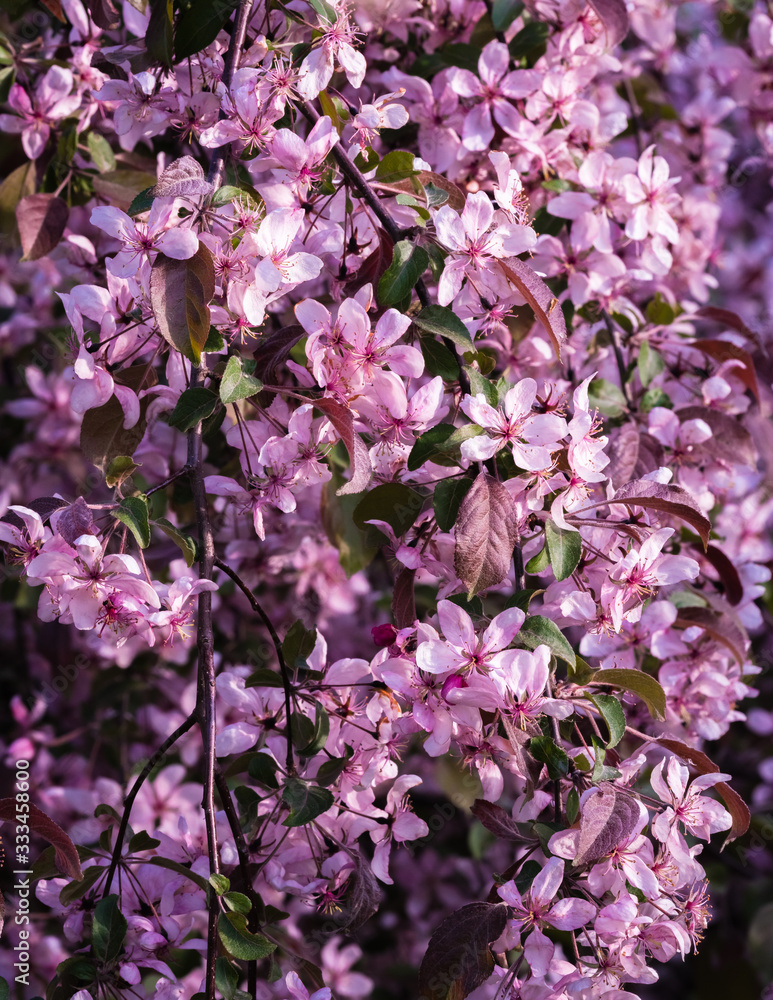 decorative apple-pink apple blossoms on drooping branches; a sunny spring day decorative apple-pink apple blossoms on drooping branches; a sunny spring day