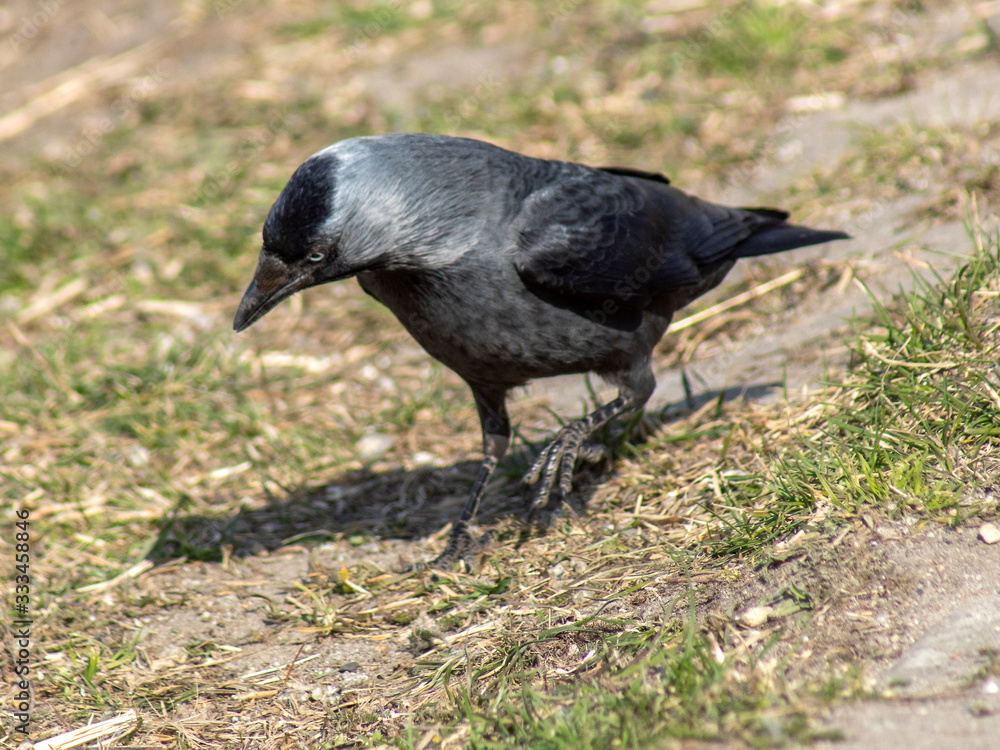 Naklejka premium kawka