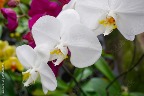 Fototapeta Naklejka Na Ścianę i Meble -  white orchid isolated on blur background. Closeup of white phalaenopsis orchid