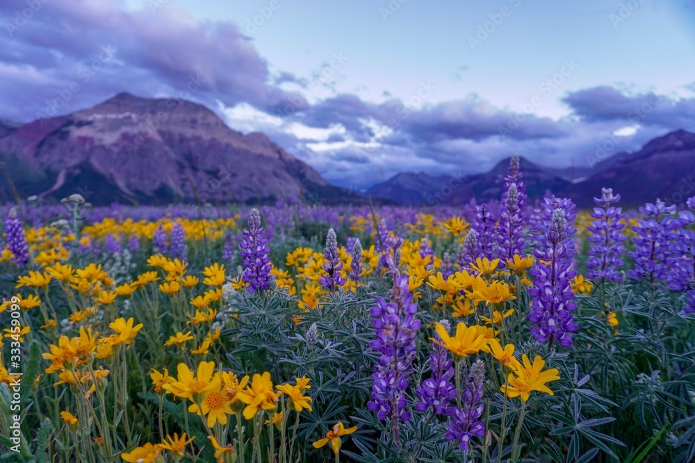 Yellow and Purple Wildflowers and Mountains in Waterton, Alberta, CA