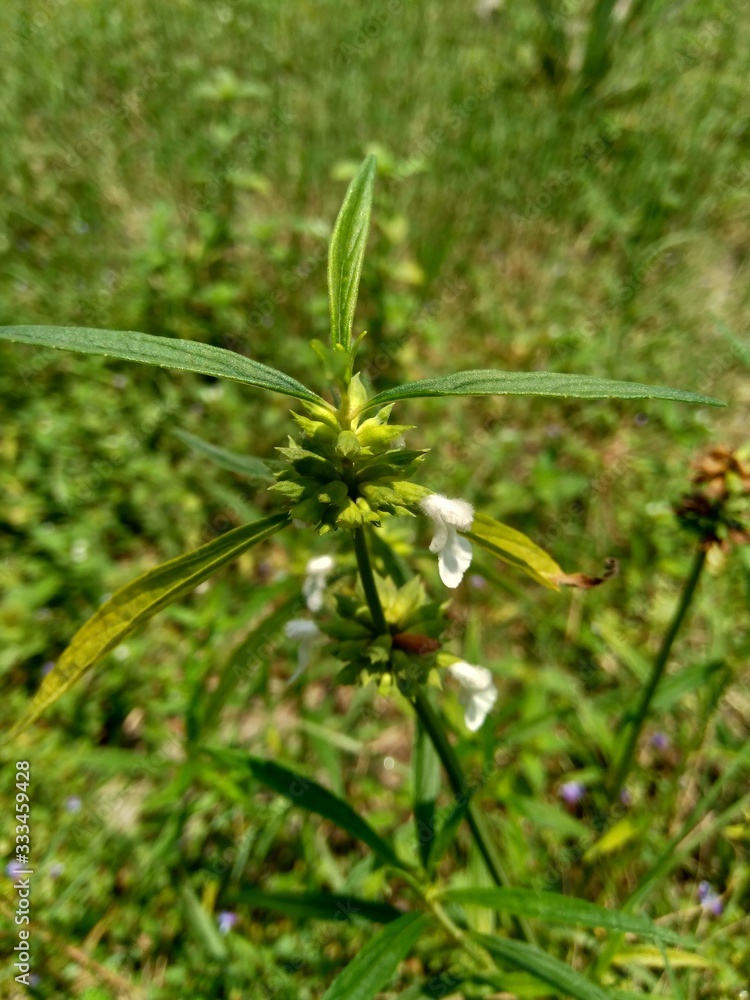 Borreria sp. This plant includes weeds and is easily found in fields, such as fields in Indonesia. This plant has white flowers. Beetles love this plant. Borreria sp. This plant includes weeds and is easily found in fields, such as fields in Indonesia. This plant has white flowers. Beetles love this plant.