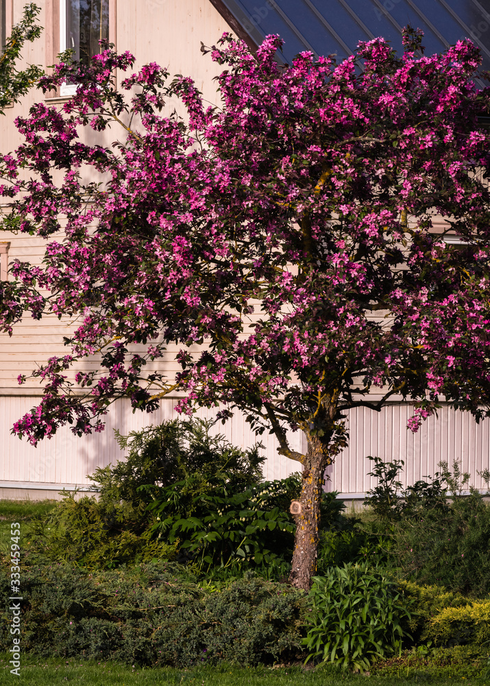 an ornamental apple tree in the garden, full of pink flowers, with various conifers growing at the bottom. an ornamental apple tree in the garden, full of pink flowers, with various conifers growing at the bottom.