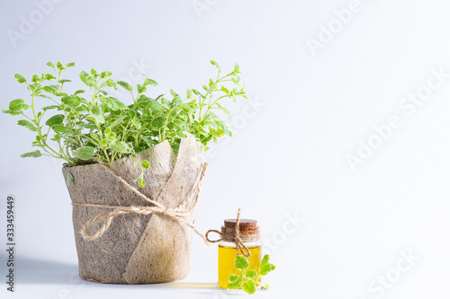 Fresh aromatic oregano plant in a pot and organic oregano essential oil on white background. Home gardening and healthy lifestyle concept.