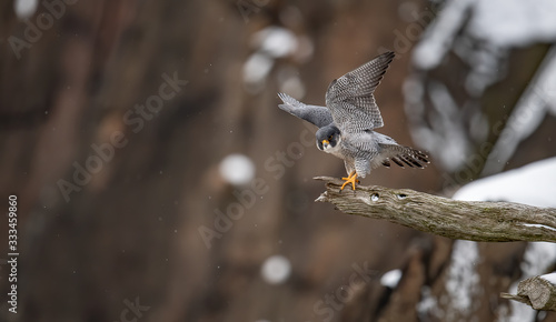 Peregrine Falcon