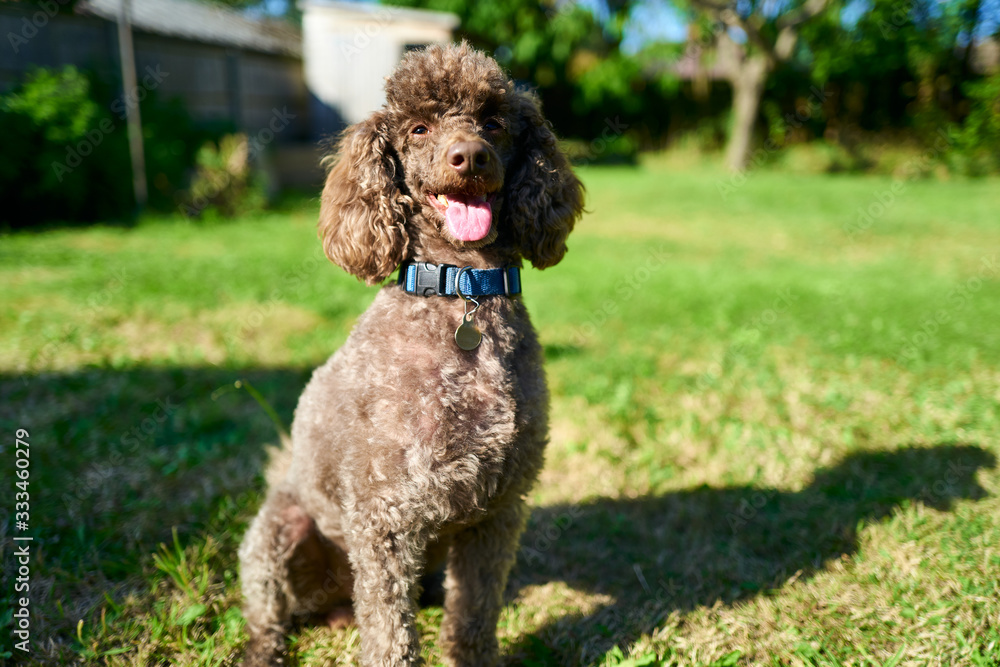 A brown miniature poodle pet dog sitting down on a the green grass lawn in a sunny garden A brown miniature poodle pet dog sitting down on a the green grass lawn in a sunny garden
