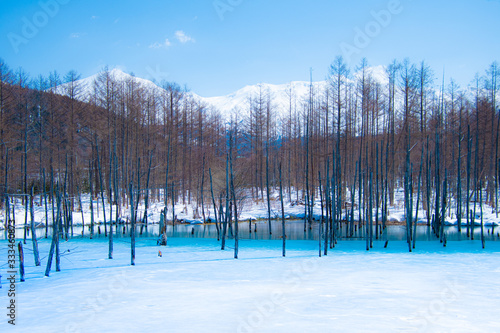 春先の青の池