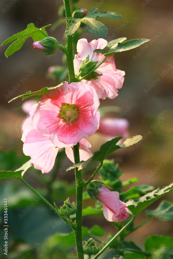 Obraz premium Hollyhocks flower rim light in the garden, Beautiful day. background for relax music in the morning glory