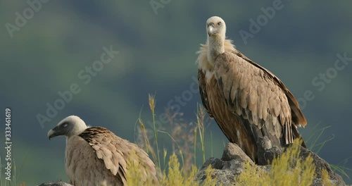 Griffon Vulture, Gyps fulvus, big bird flying in rocky mountain, nature habitat, Madzarovo, Bulgaria, Eastern Rhodopes. Wildlife scene from Balkan. Animal behaviour. Vulture fight in nature. 