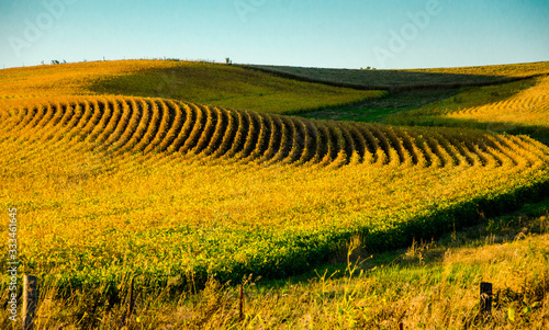 Waves of Soybean