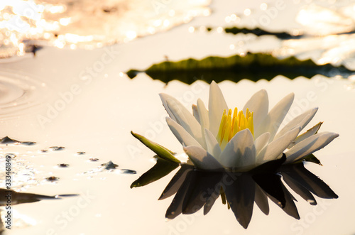 White lotus,Lotus flower of Buddha,lotus in water
