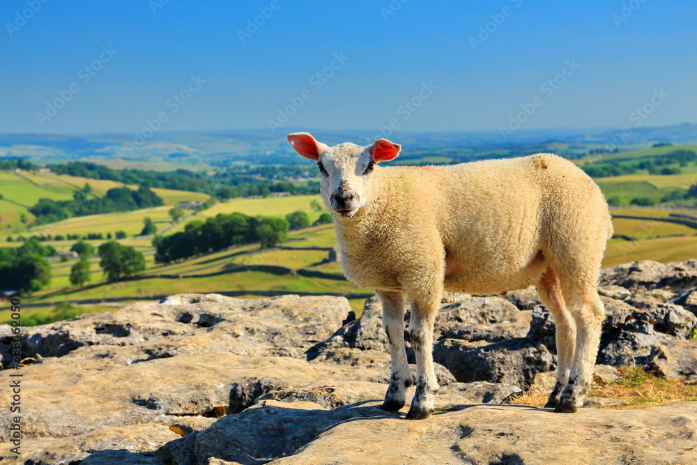 Sheep in idyllic English countryside