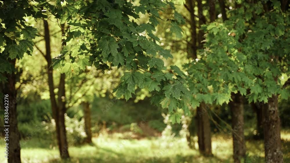 Nature and plants: Sun in the forest Maple leaves green tree. Season summer or autumn. sun lighting into the camera. Slow motion Nature and plants: Sun in the forest Maple leaves green tree. Season summer or autumn. sun lighting into the camera. Slow motion