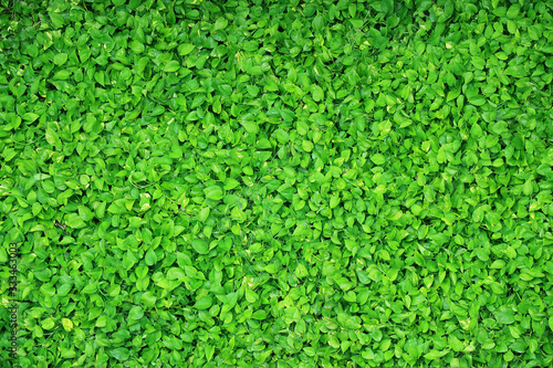 Top view of the vibrant green Devil's Ivy plants with water droplets after watering