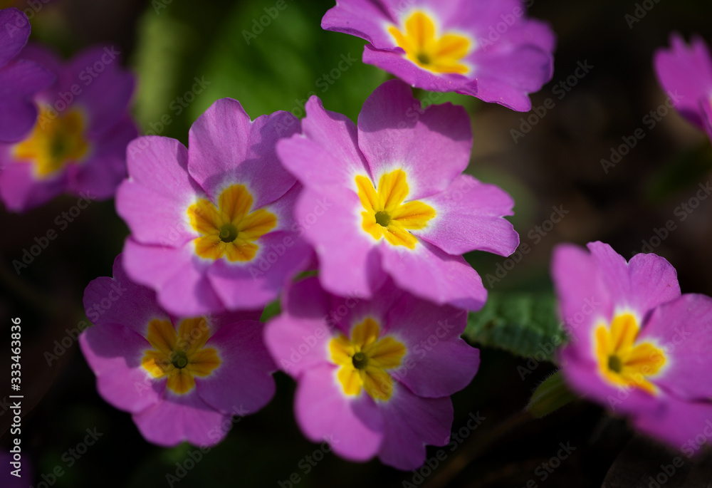 Spring flowering pink primrose in the forest Spring flowering pink primrose in the forest
