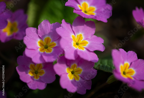 Spring flowering pink primrose in the forest