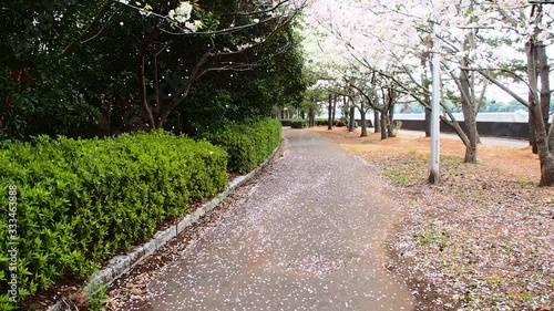 Cherry blossoms floating in the wind, Chiba, Japan