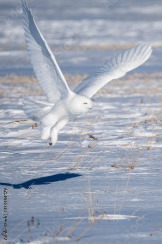Male Snowy Owl in Winter Flight 