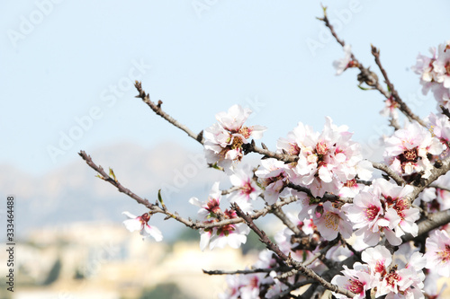 Spring concept. Almond flowers. Spain.