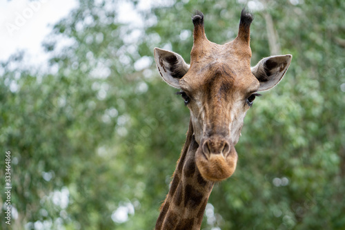 The head of a giraffe. Close-up portrait. © tienuskin