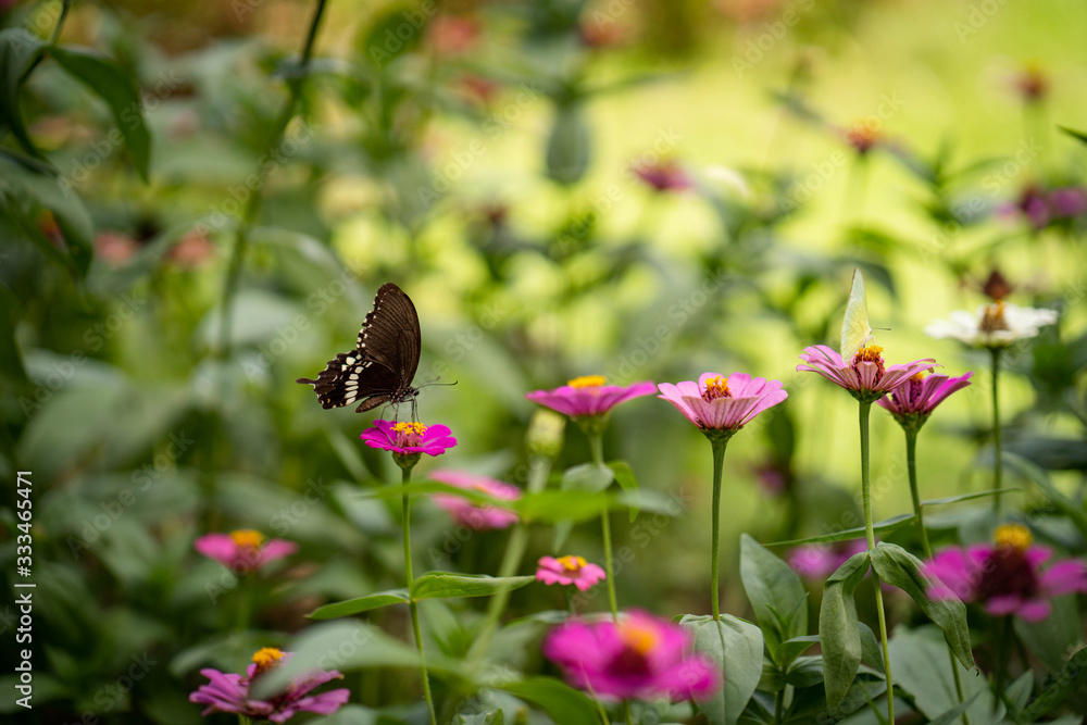 Beautiful butterfly flying toward colorful flower at garden. Beautiful butterfly flying toward colorful flower at garden.