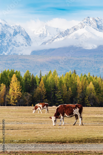 Cows grazing in the Kurai steppe at the foot of the North Chuysky ridge. Altai Republic, Russia