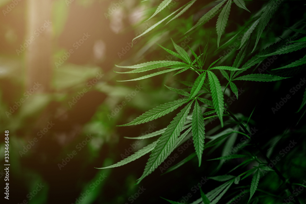 Cannabis is beautifully planted on a rather denser backdrop. Cannabis is beautifully planted on a rather denser backdrop.