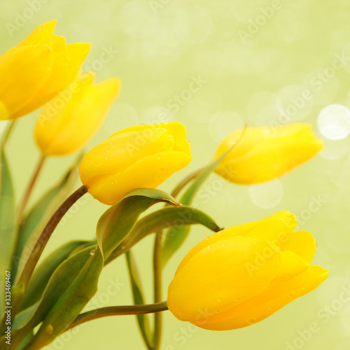 fresh yellow tulips