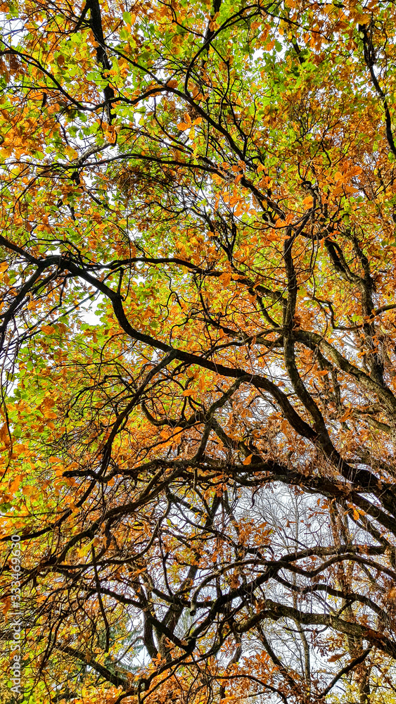 Autumn in the park Autumn in the park