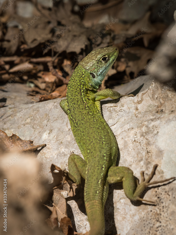 Portrait of a green lizard resting in the sun Portrait of a green lizard resting in the sun