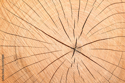 Closeup of a cut trunk of a spruce