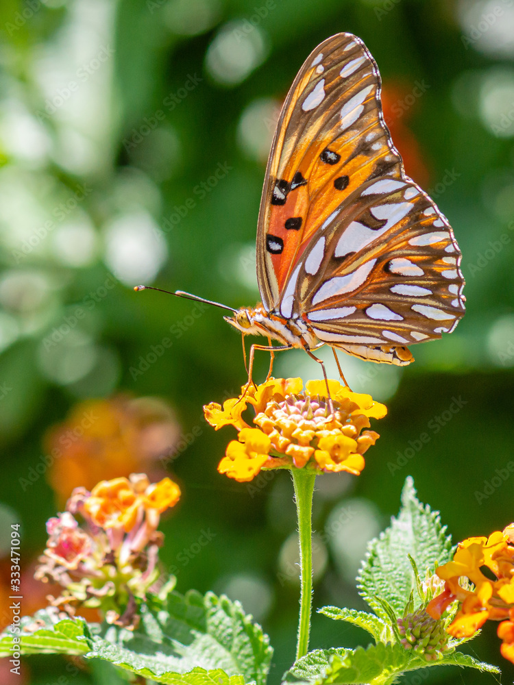 Mariposa en jardin botanico ciudad de buenos aires Mariposa en jardin botanico ciudad de buenos aires