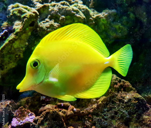 Centropyge heraldi, marine aquarium yellow fish