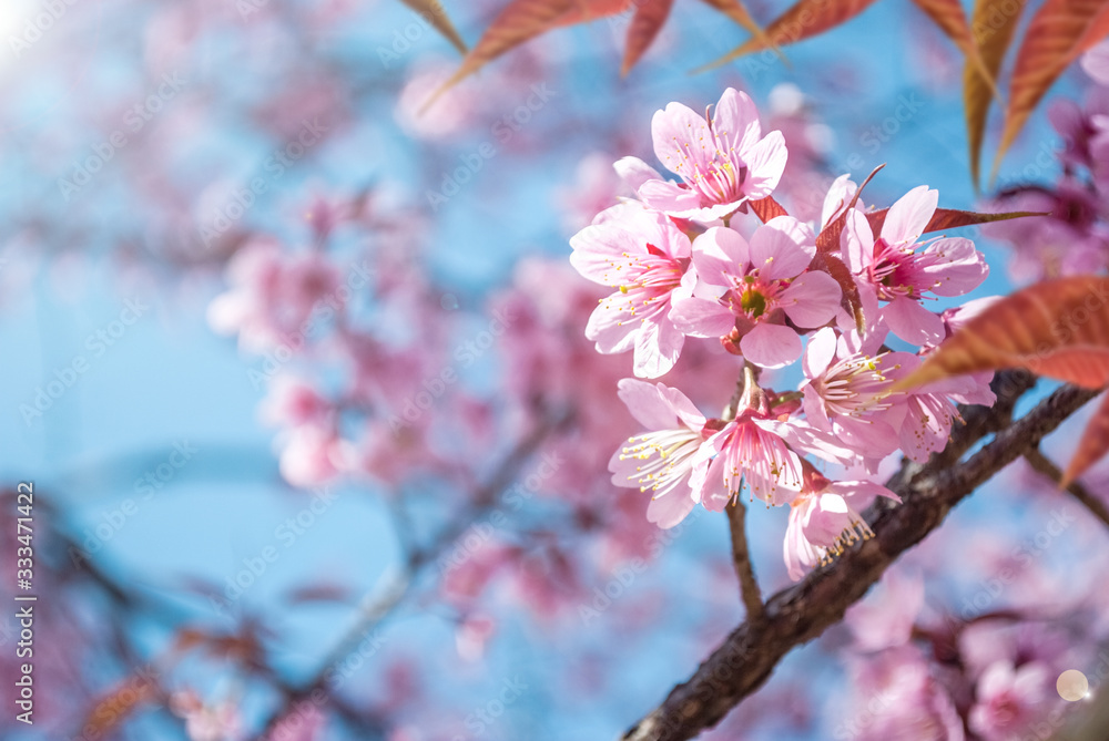 Amazing Beauty Admire Sakura Cherry Blossoms Blooming Naturally
Amazing Beauty Admire Sakura Cherry Blossoms Blooming Naturally