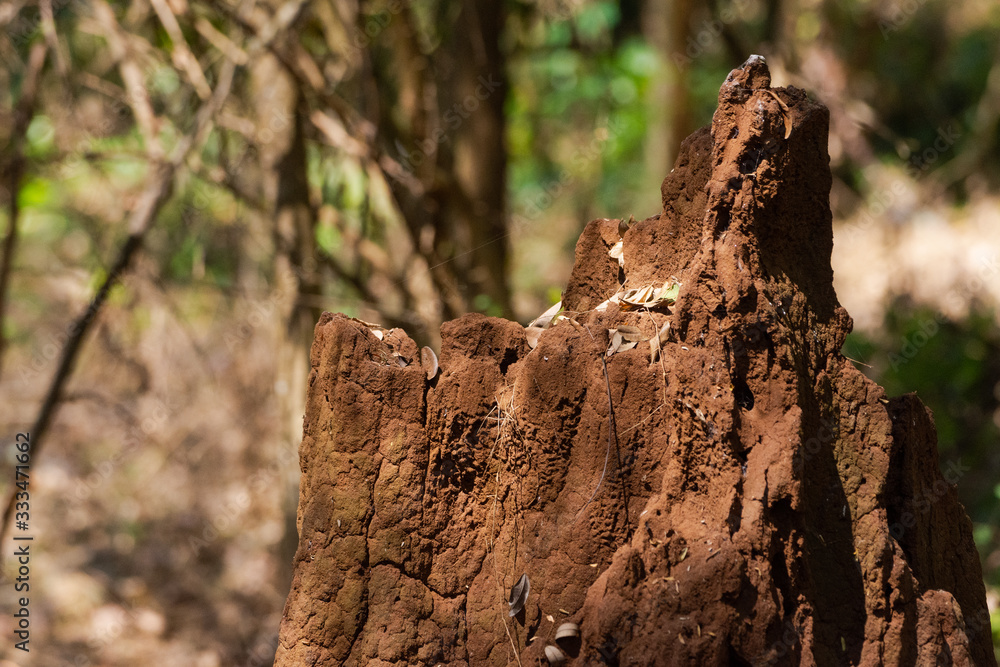 Large termite hill in the middle of the forest Large termite hill in the middle of the forest