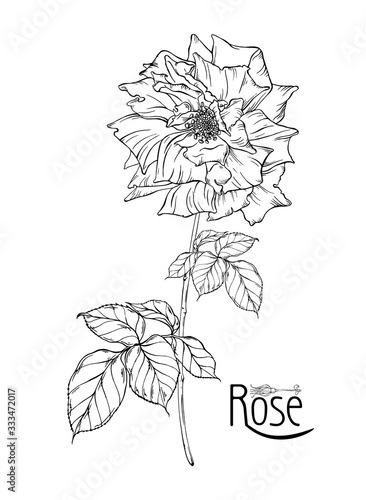 vector floral arrangement with rose flowers and rose buds