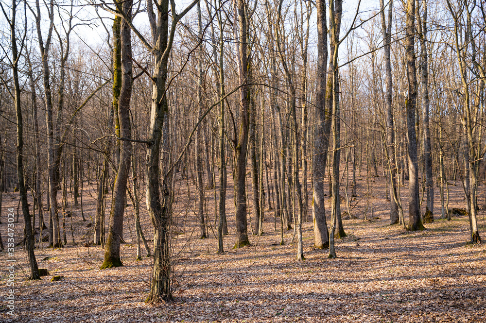Beech forest in early spring Beech forest in early spring