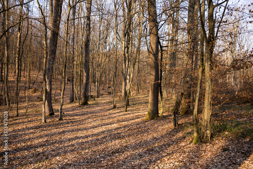 Beech  forest in early spring