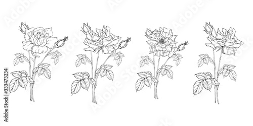 vector floral arrangement with rose flowers and rose buds