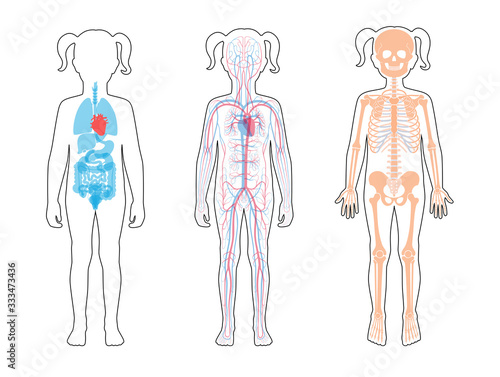 Internal structure of teen girl body
