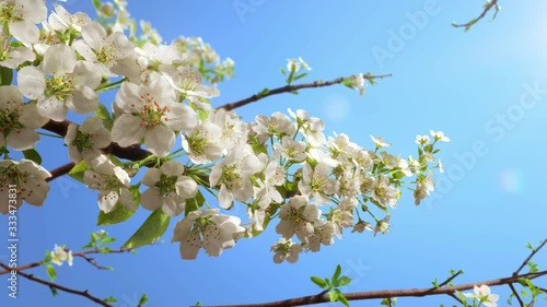 Time lapse animation of beautiful pear blossom against blue sky