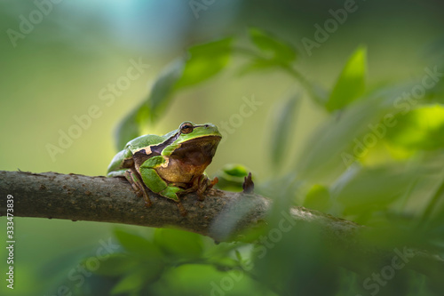 Hyla arborea - Tree Frog, is a highly protected species sitting on a tree branch