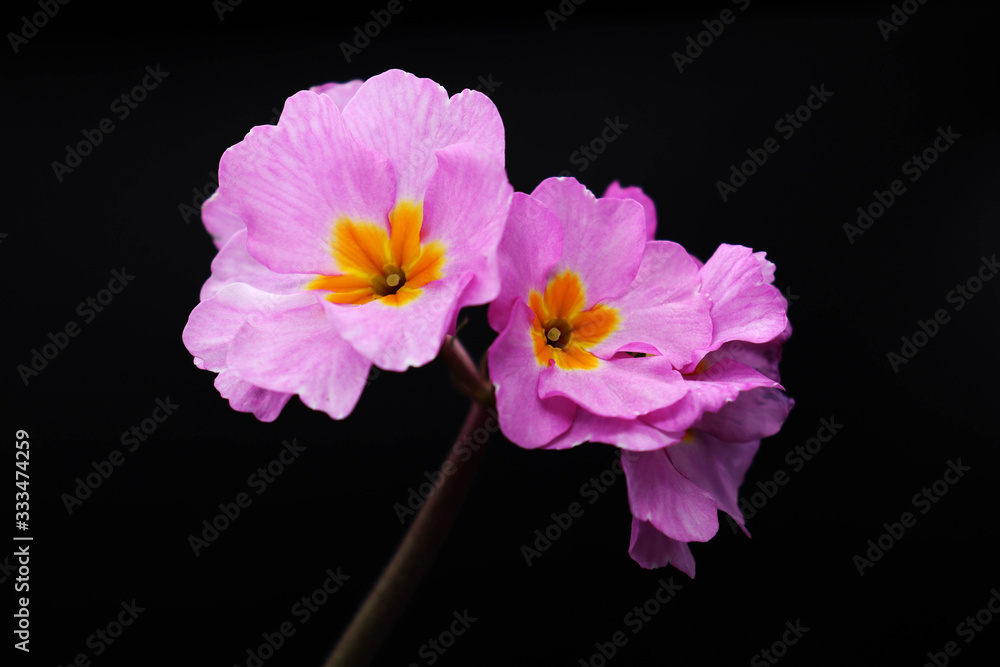 Obraz premium pink primrose blossom isolated on black background