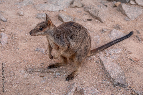 süßes Rock Wallaby von oben photo